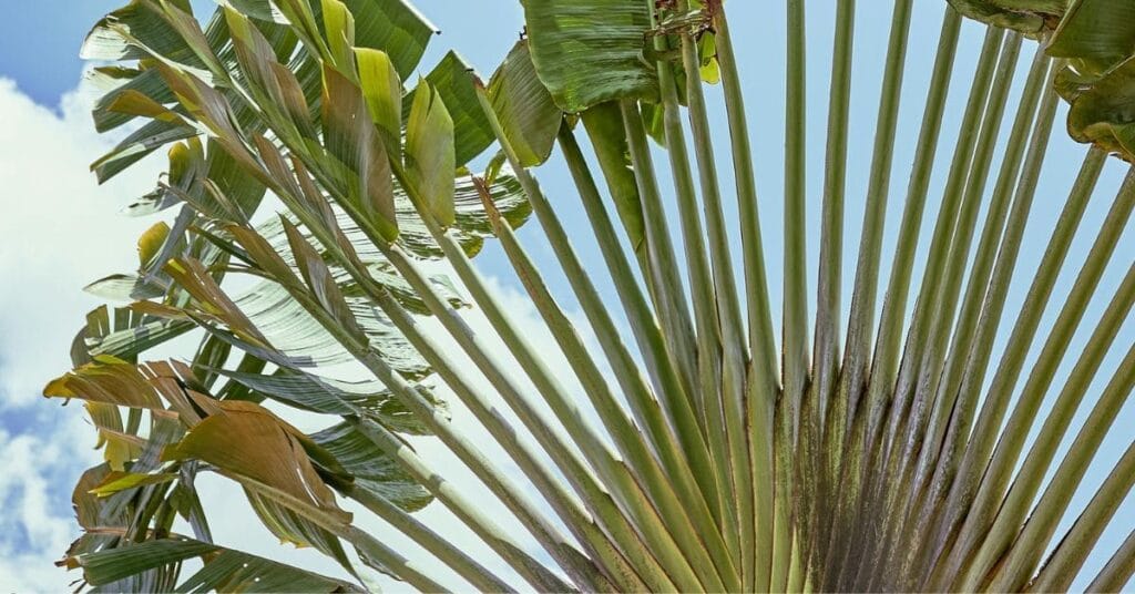 Fan-shaped travelers palm leaves with a bright blue sky in the background.