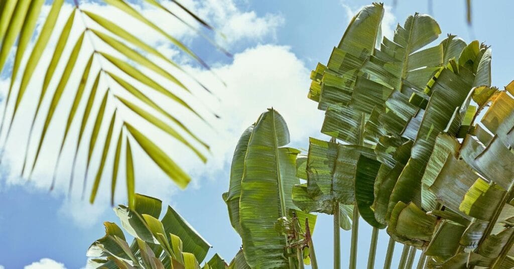 Close-up view of travelers palm leaves with a blue sky and scattered clouds in the background.