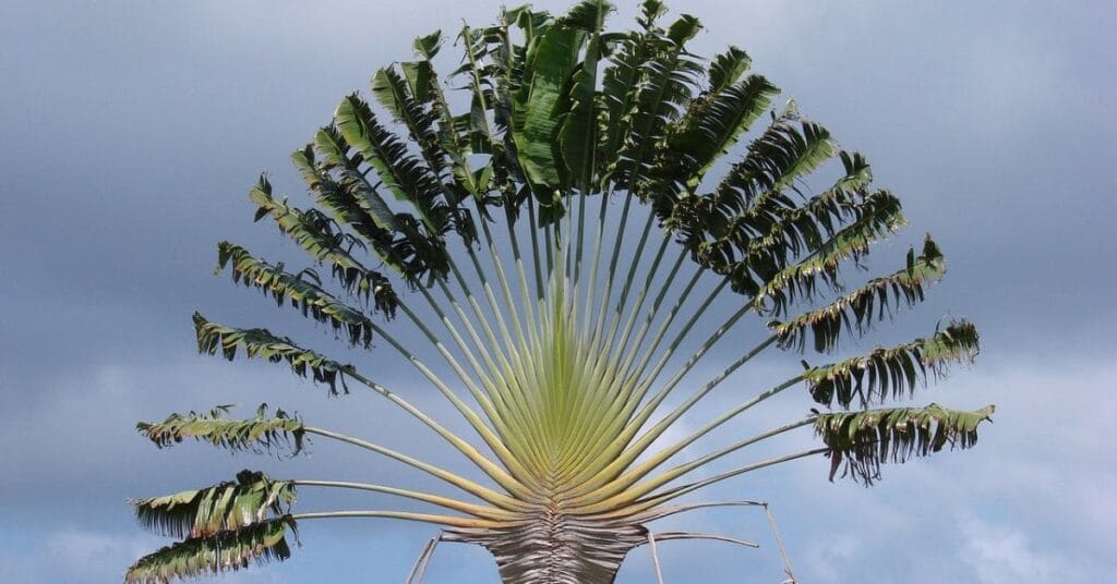 A vibrant travellers palm tree with fan-shaped leaves spread symmetrically against a cloudy sky.