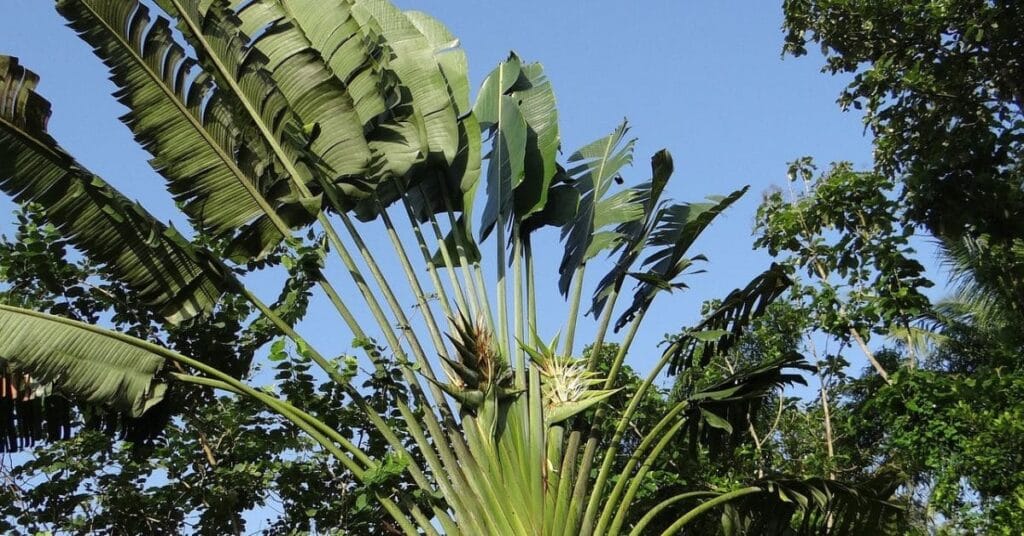 A travellers palm tree with large, fan-like green leaves spreading out against a bright blue sky and a lush forest backdrop.