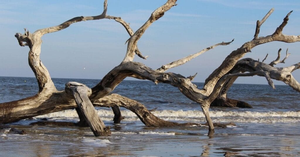 Driftwood trees on the shore of Edisto Island Beach, creating a striking and serene coastal scene.