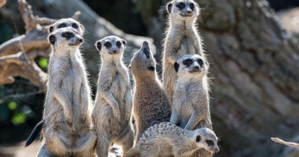 Things to do in Chattanooga with kids: A group of meerkats standing on a rocky outcrop, with one meerkat looking up.