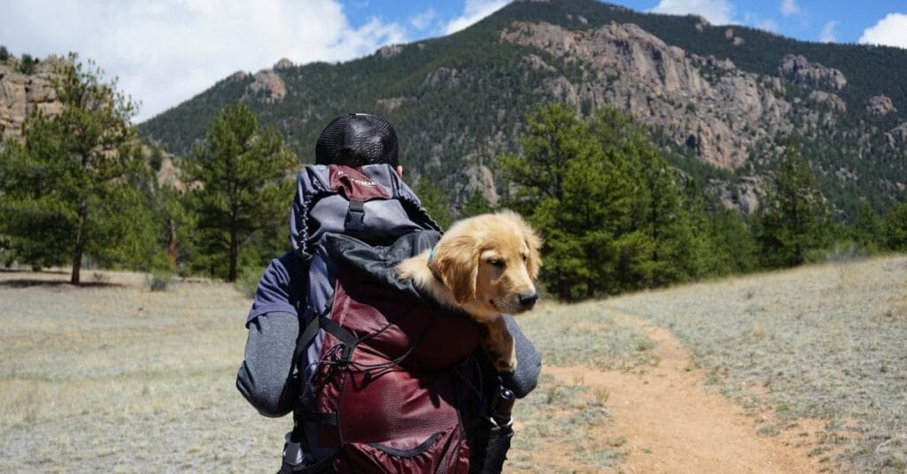 A man hiking in the mountains with his puppy in a dog travel bag.