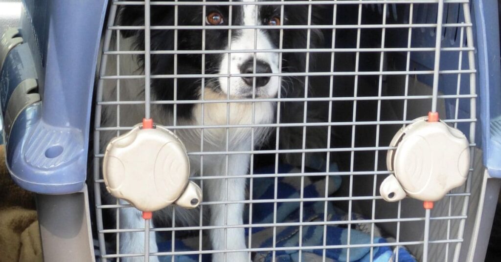 A black and white dog looking out of a blue travel dog crate, showcasing the comfort and safety it provides for pets during travel.