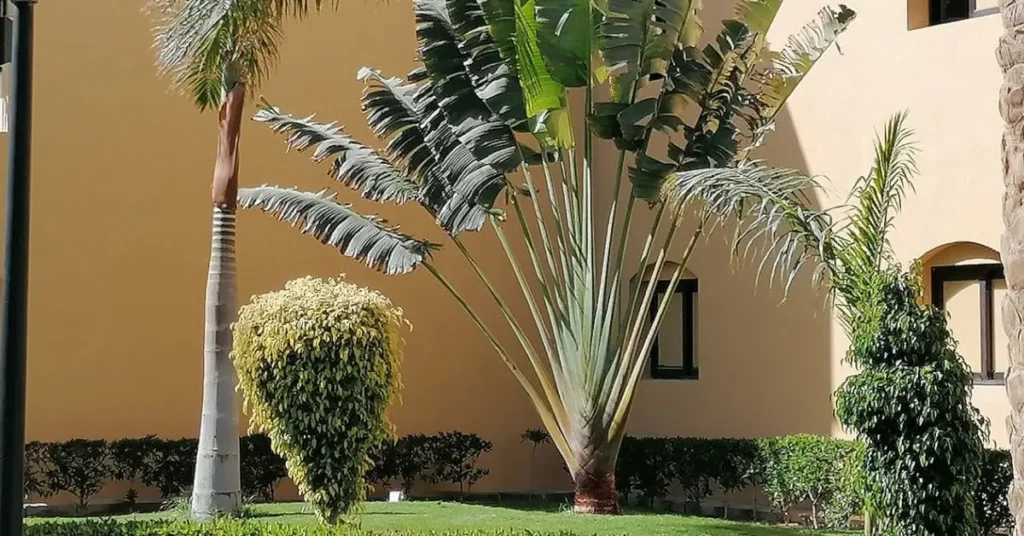 A tall Travel Palm plant with large, fan-shaped leaves stands in a tropical garden.