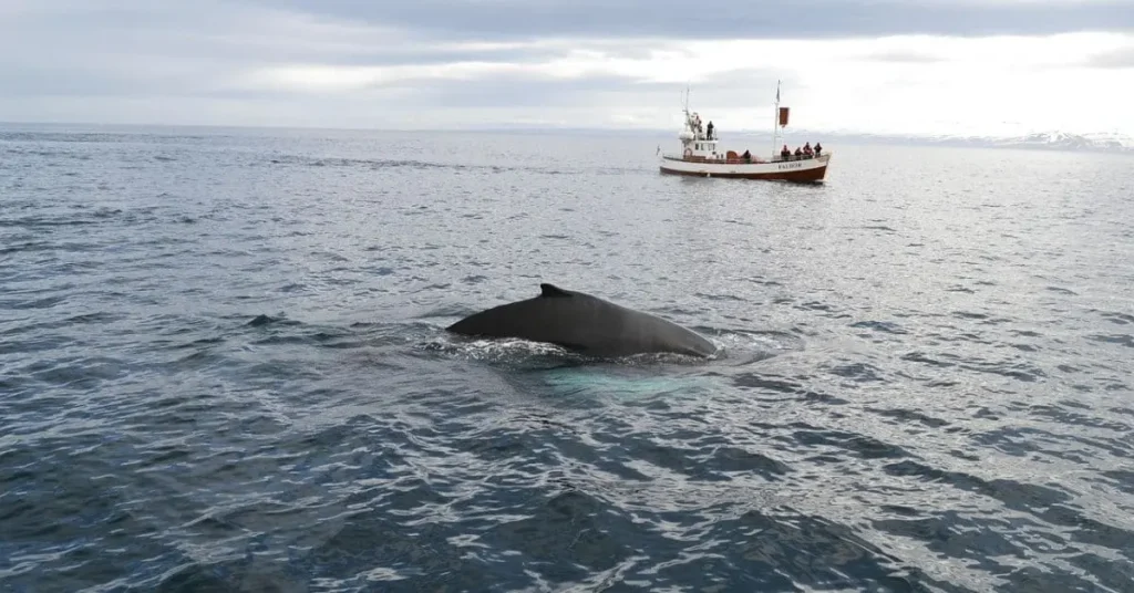 A humpback whale surfaces near a whale-watching boat in Iceland, illustrating the best time to visit Iceland for marine wildlife encounters.